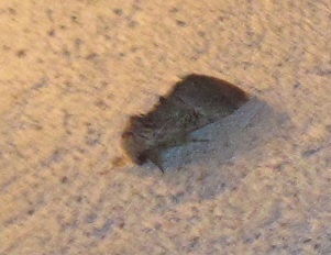 Noctuidae? No, Notodontidae